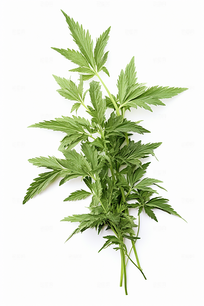 艾草蒿草传统文化摄影图