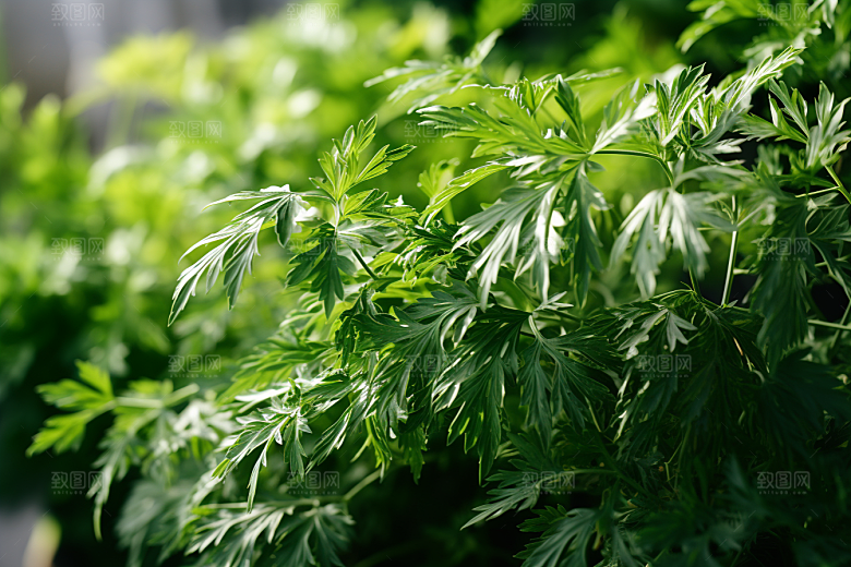 艾草蒿草清明摄影图