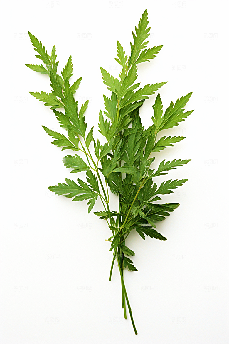 艾草蒿草清明摄影图