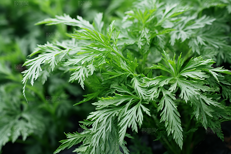 艾草传统文化高清摄影图
