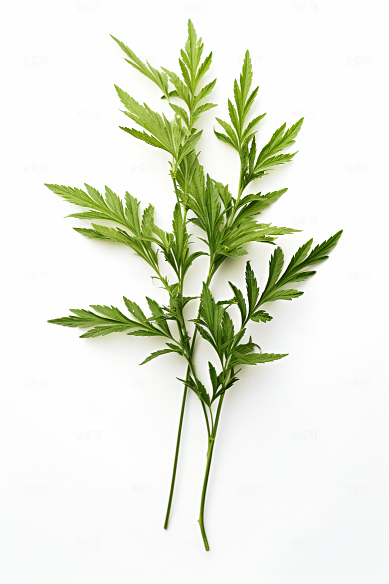 艾草美食蒿草摄影图