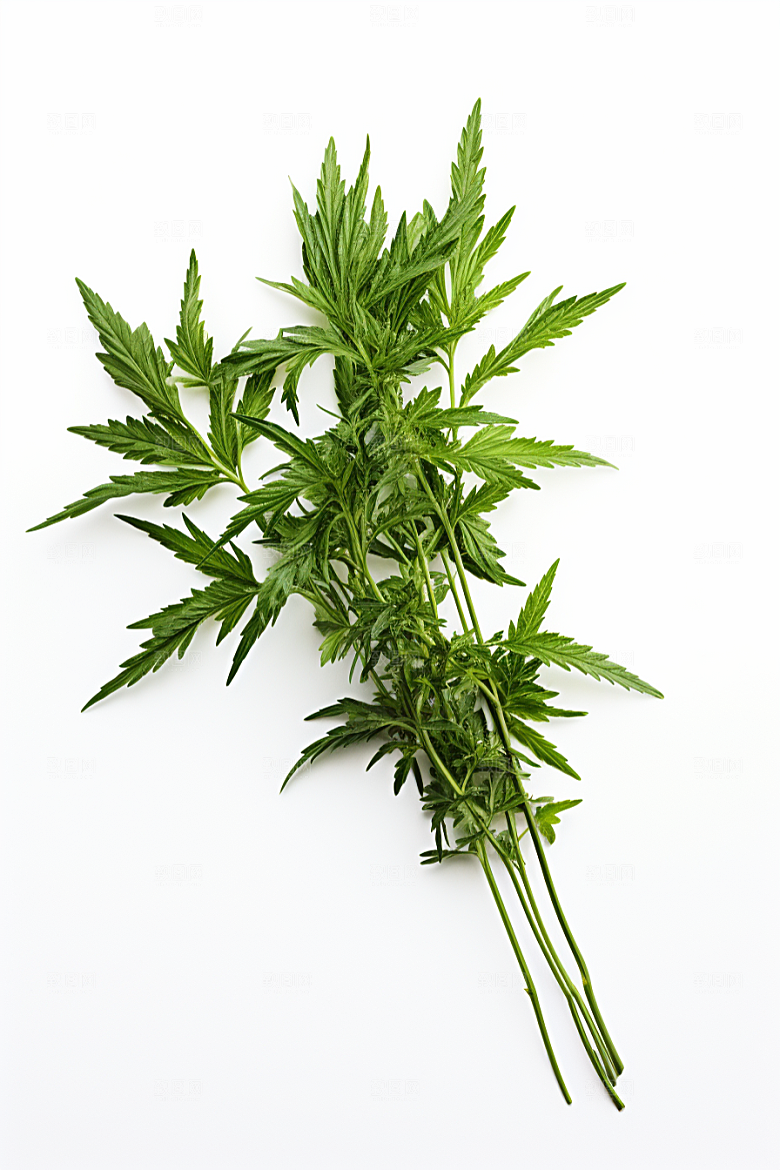 艾草艾叶糯叽叽摄影图