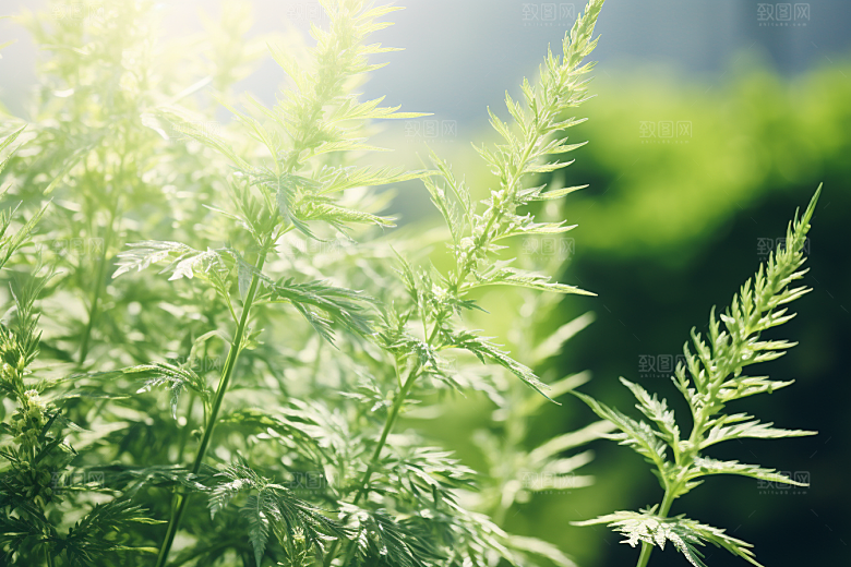 艾草传统文化清明摄影图