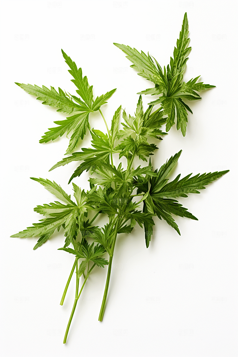 艾草蒿草糯叽叽摄影图
