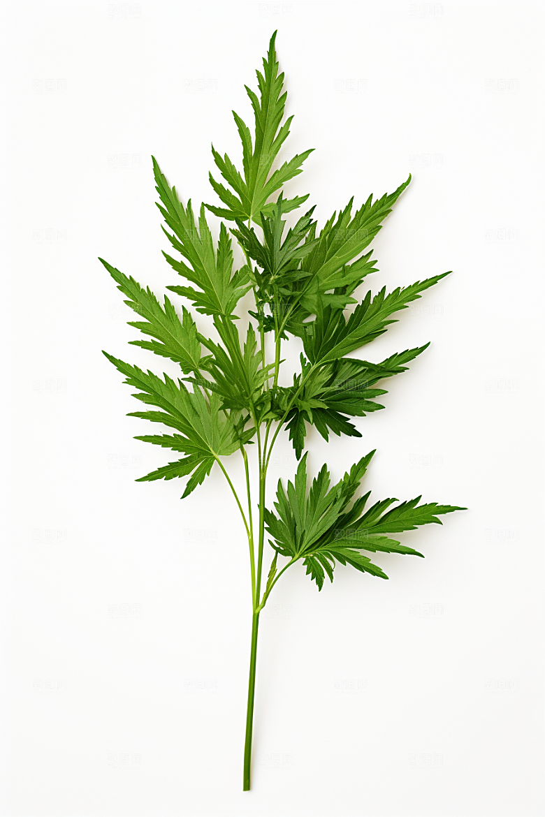 艾草糯叽叽蒿草摄影图