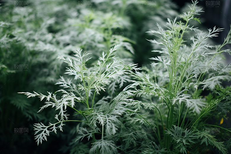 艾草糯叽叽传统文化摄影图