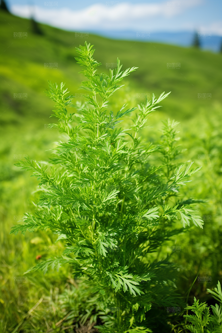 艾草艾叶青团摄影图
