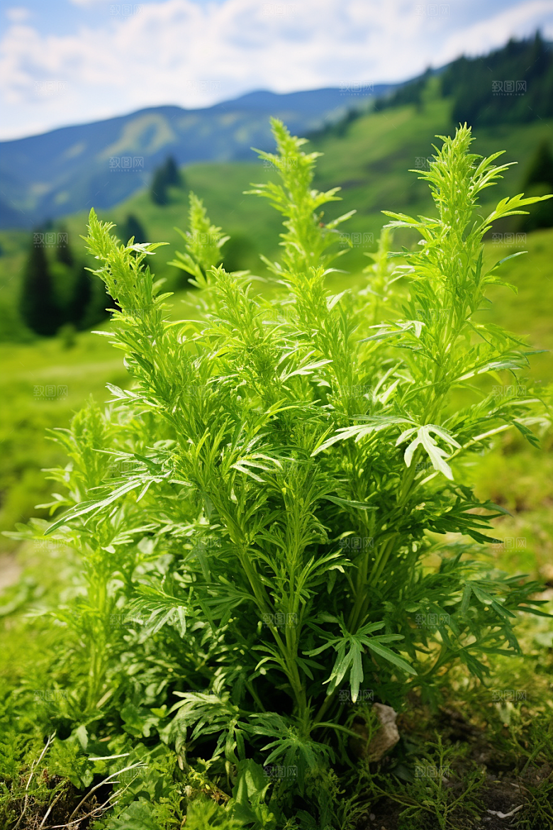 艾草蒿草高清摄影图