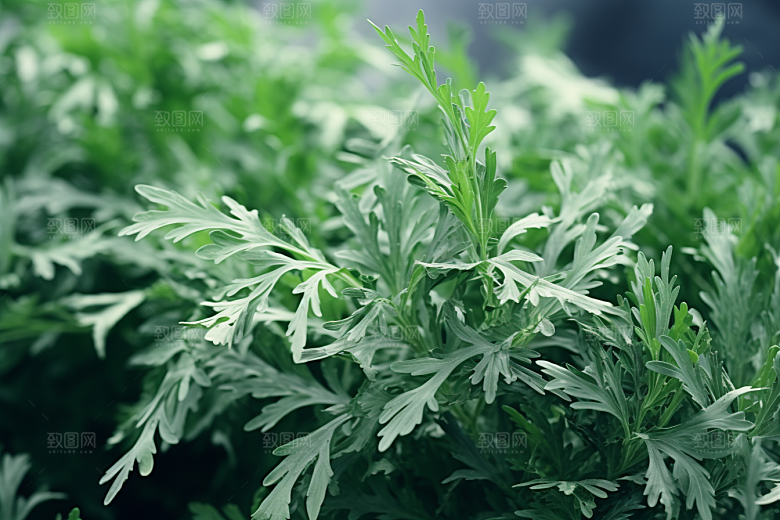 艾草蒿草高清摄影图