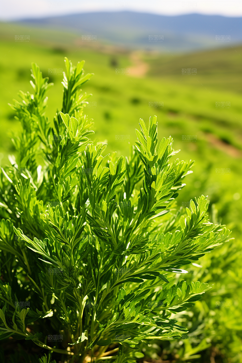 艾草传统文化美食摄影图