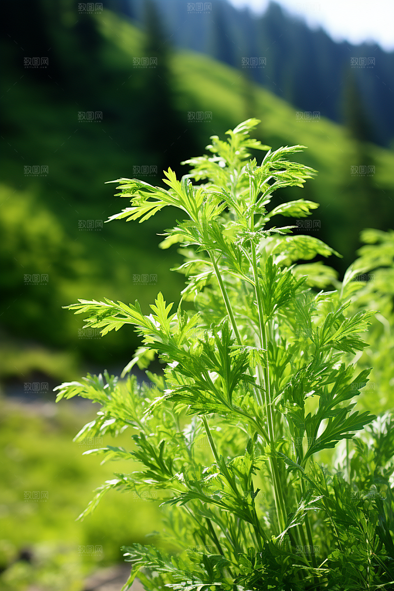 艾草青团蒿草摄影图