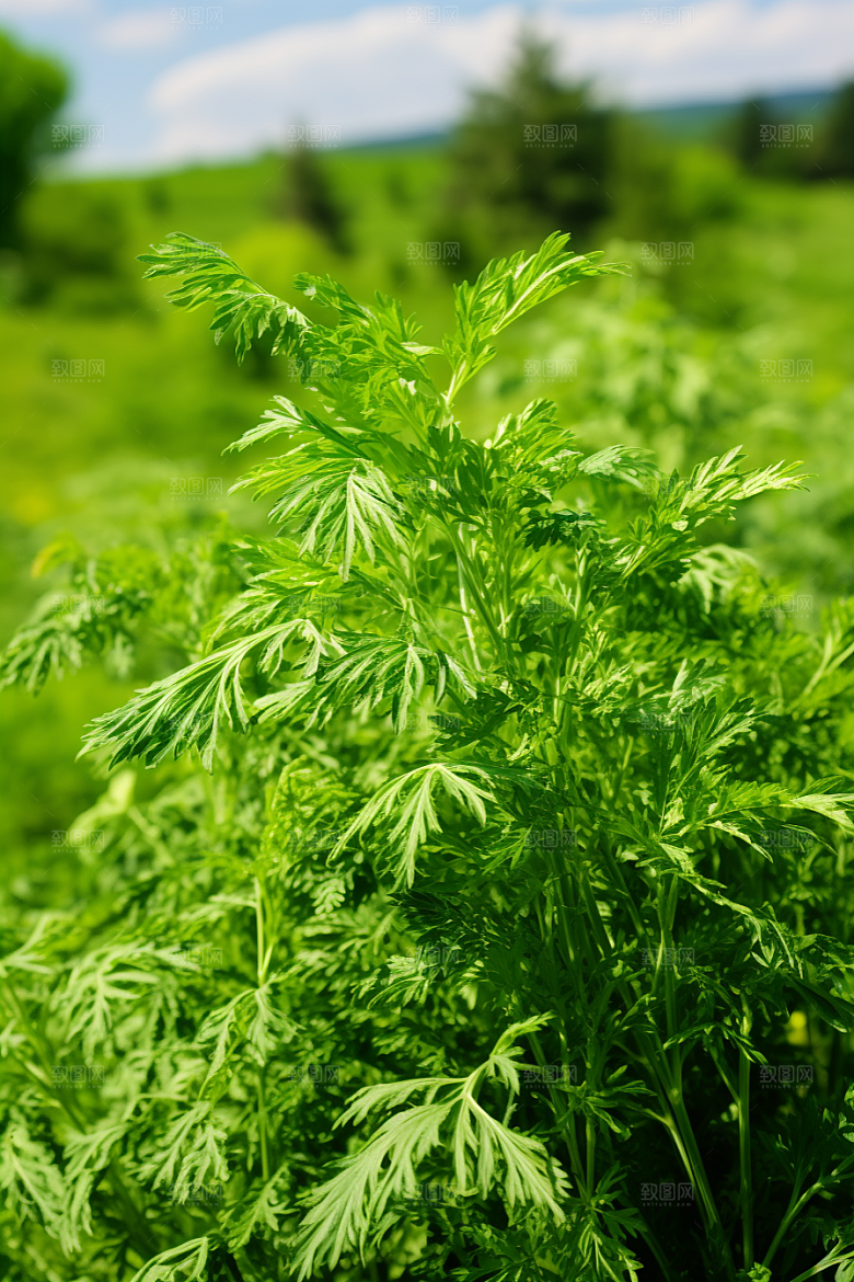 艾草美食青团摄影图