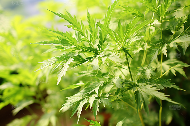 艾草蒿草青团摄影图