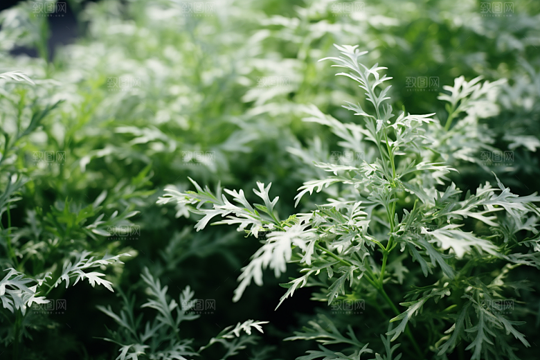 艾草中式糕点美食摄影图
