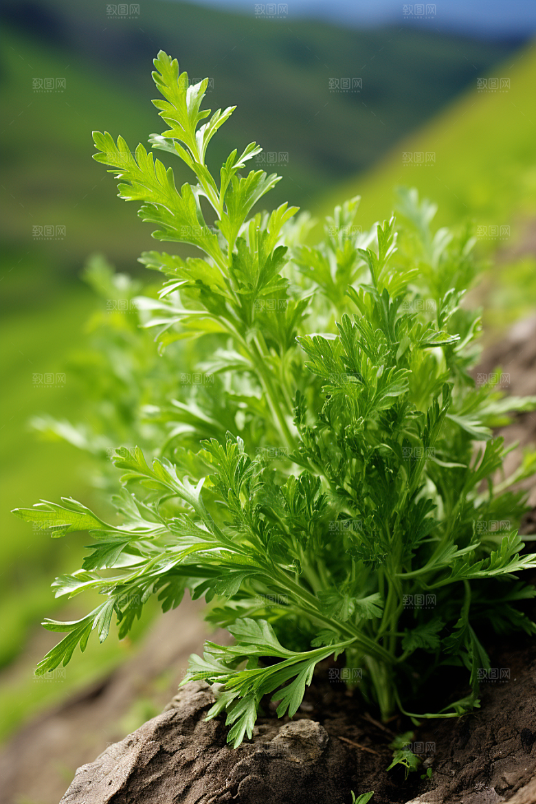 艾草糯叽叽美食摄影图