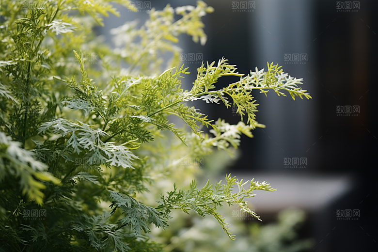 艾草美食糯米团摄影图