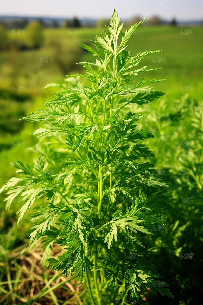 艾草传统文化糯米团摄影图