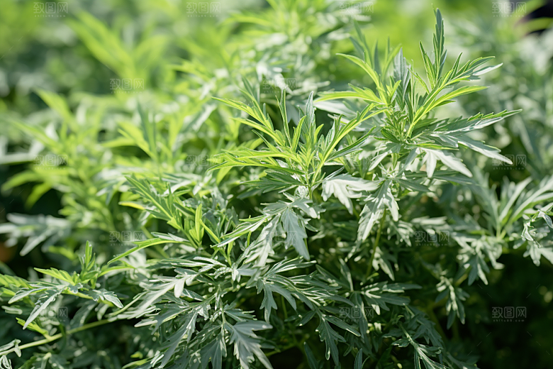 艾草艾叶青团摄影图