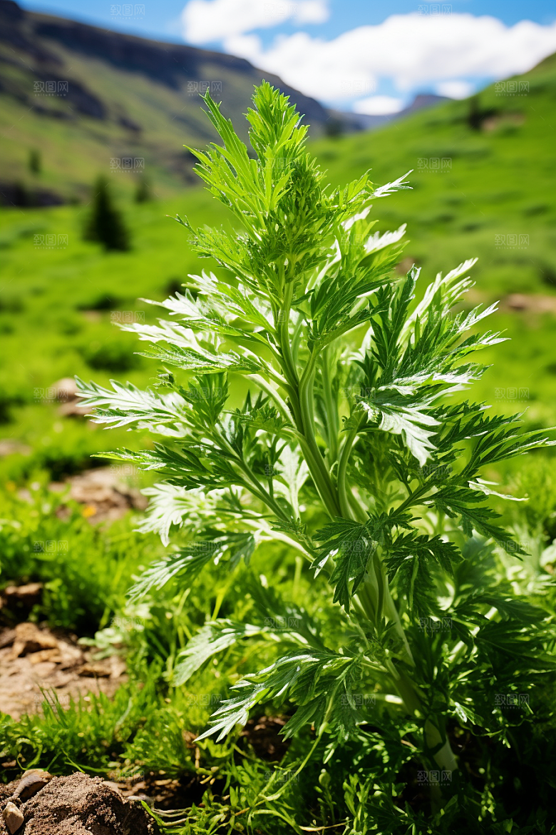 艾草清明美食摄影图