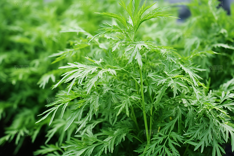 艾草糯叽叽清明摄影图
