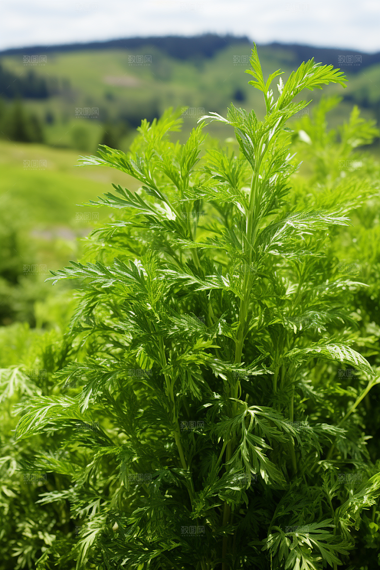 艾草清明蒿草摄影图