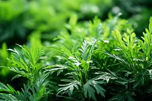 艾草糯叽叽中式糕点摄影图