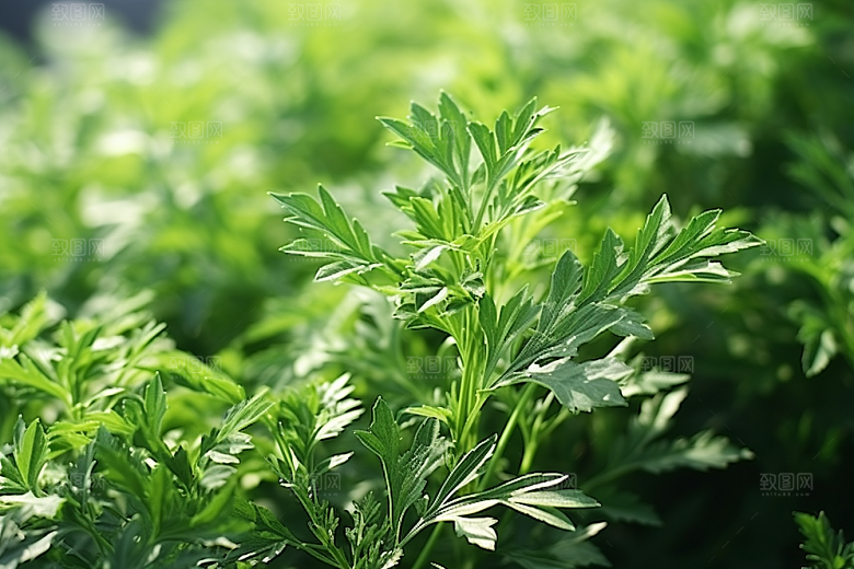 艾草糯叽叽传统文化摄影图