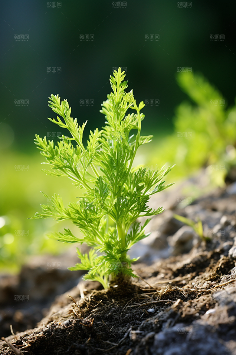 艾草传统文化艾叶摄影图