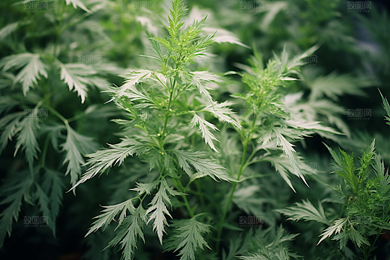 艾草艾叶传统文化摄影图