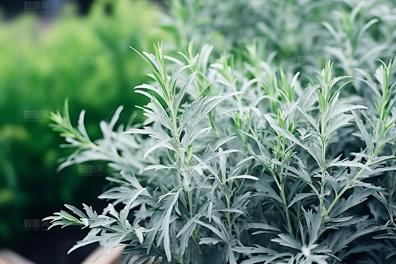 艾草蒿草传统文化摄影图