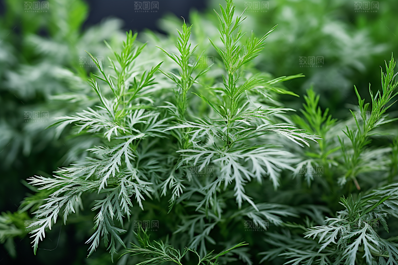 艾草青团艾叶摄影图