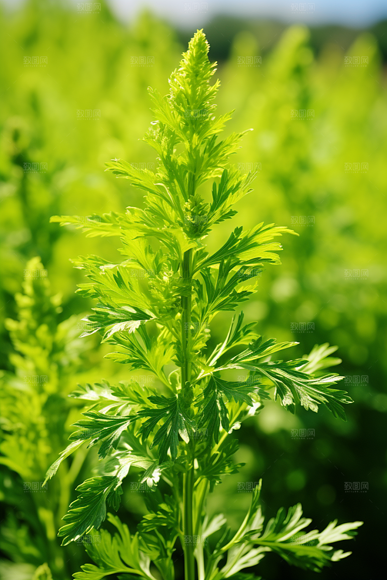 艾草美食清明摄影图