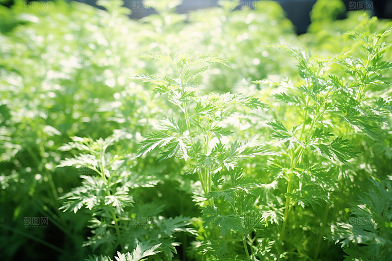 艾草蒿草糯米团摄影图
