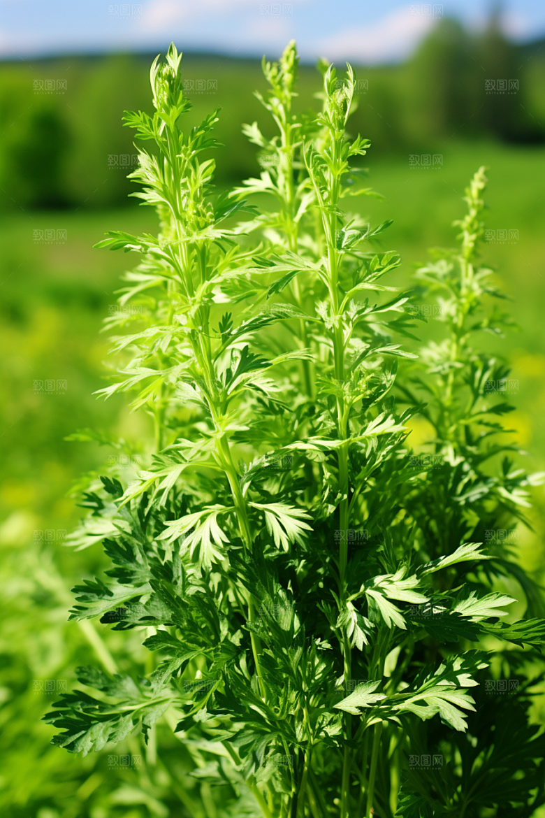 艾草传统文化高清摄影图