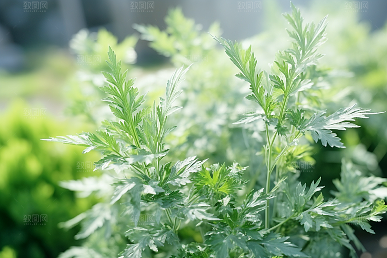 艾草高清青团摄影图