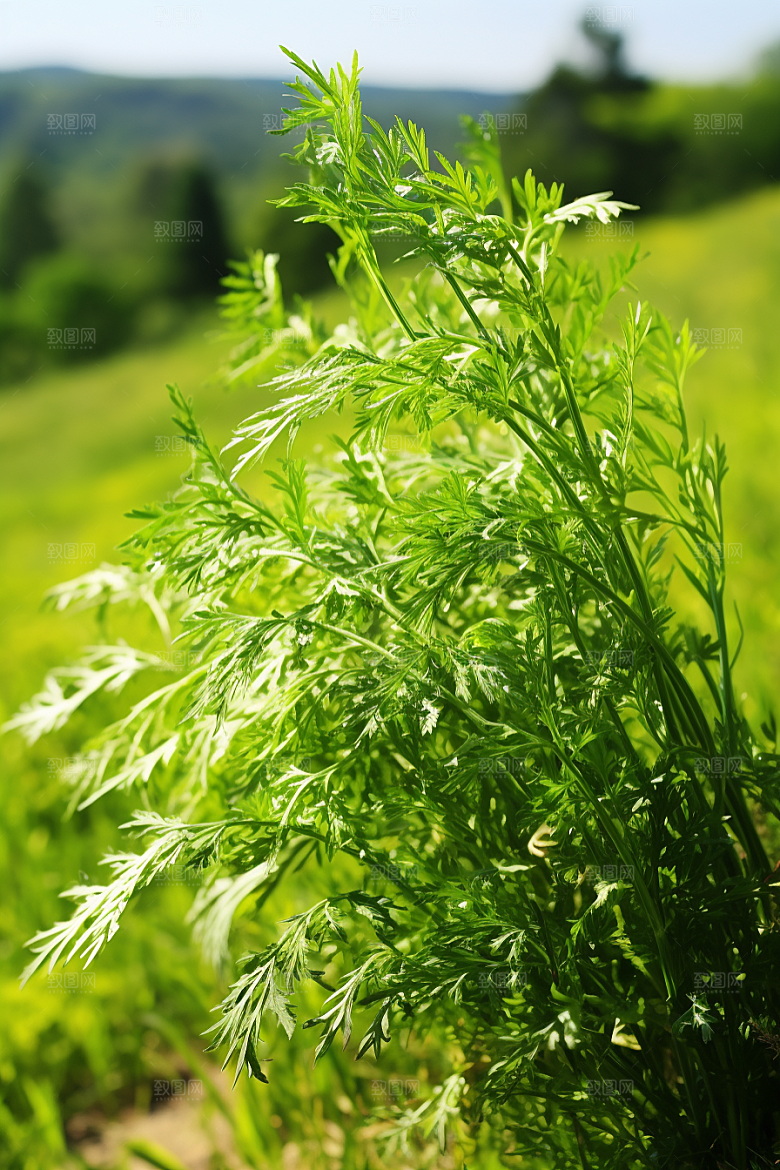 艾草美食清明摄影图