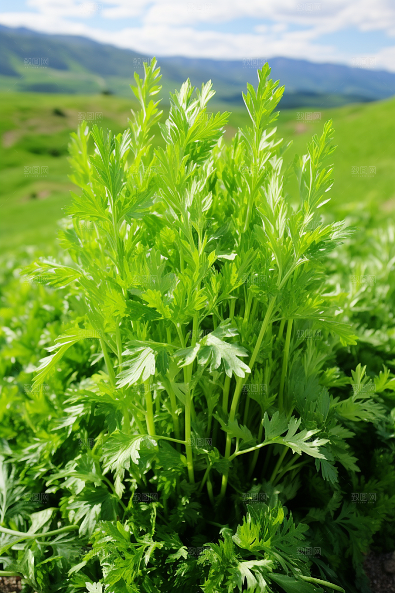 艾草蒿草艾叶摄影图