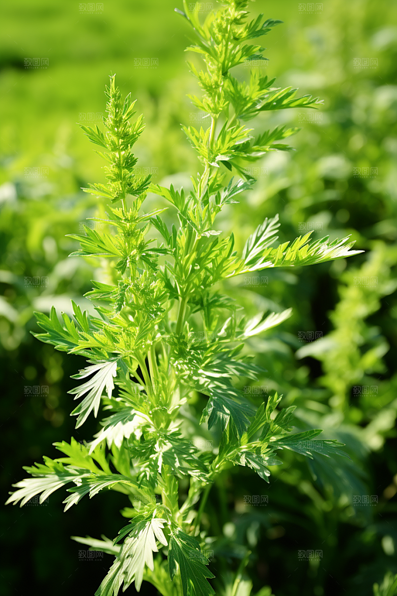 艾草糯米团美食摄影图