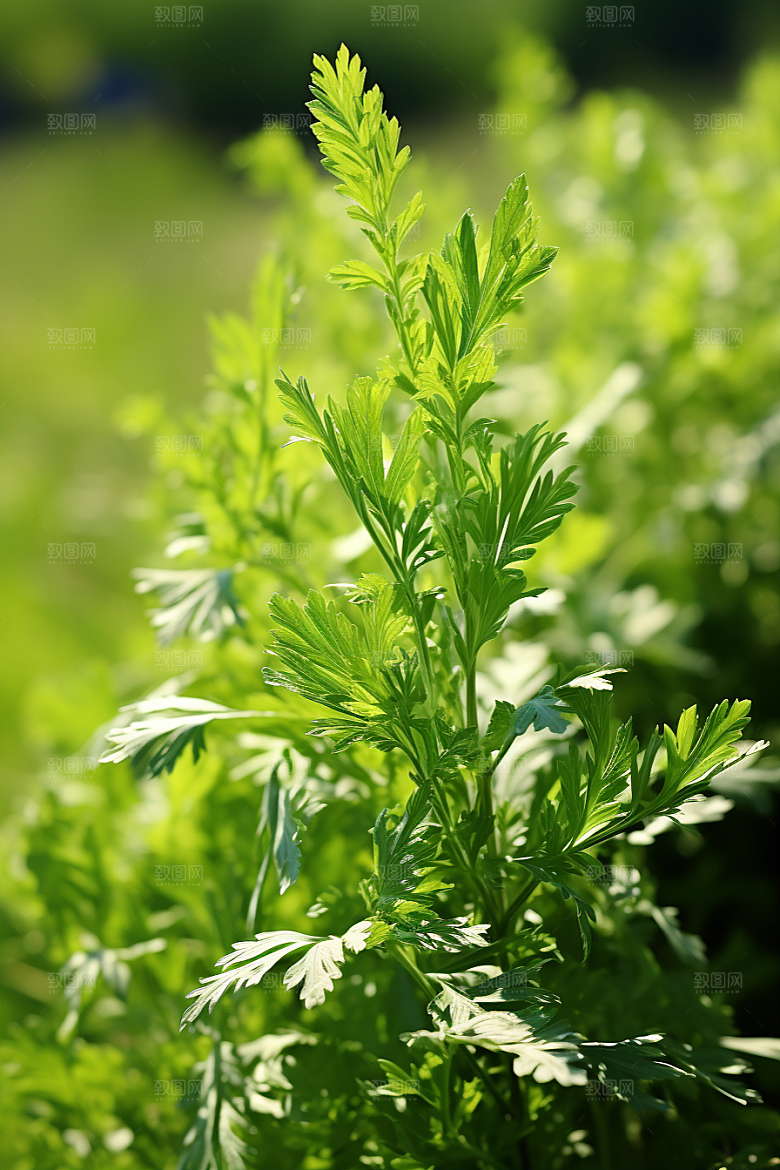 艾草糯米团美食摄影图