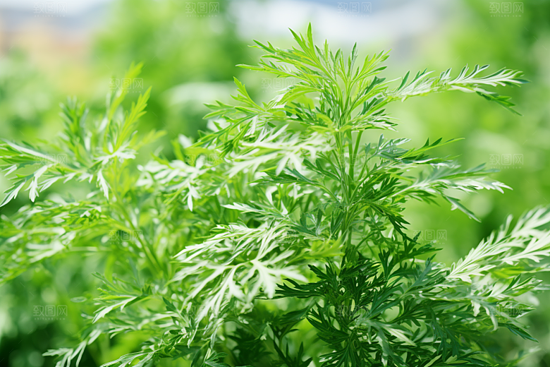 艾草青团高清摄影图