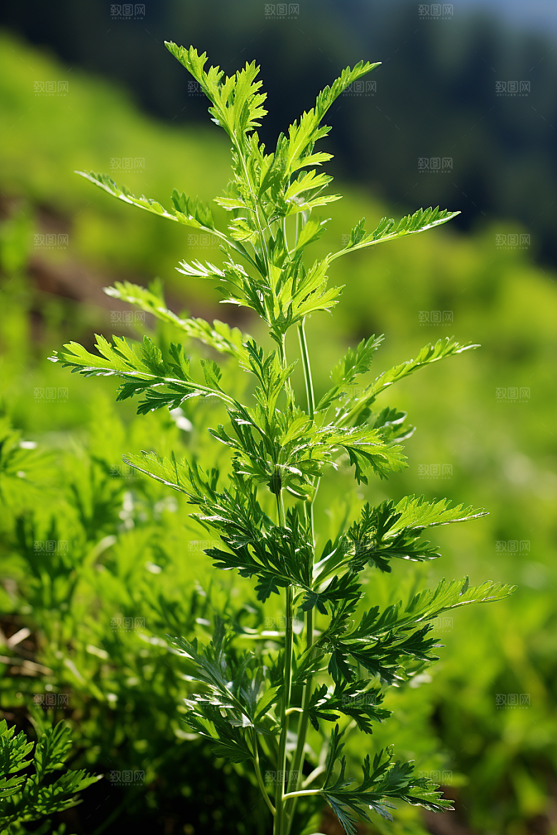 艾草糯叽叽蒿草摄影图