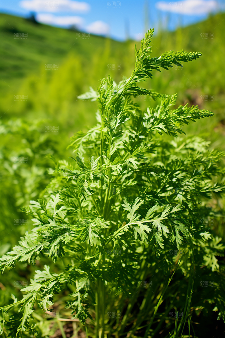 艾草清明蒿草摄影图