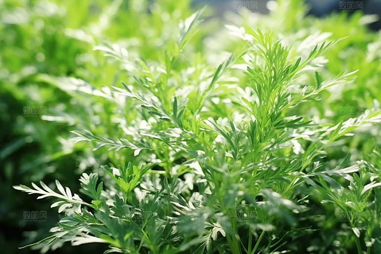 艾草高清传统文化摄影图