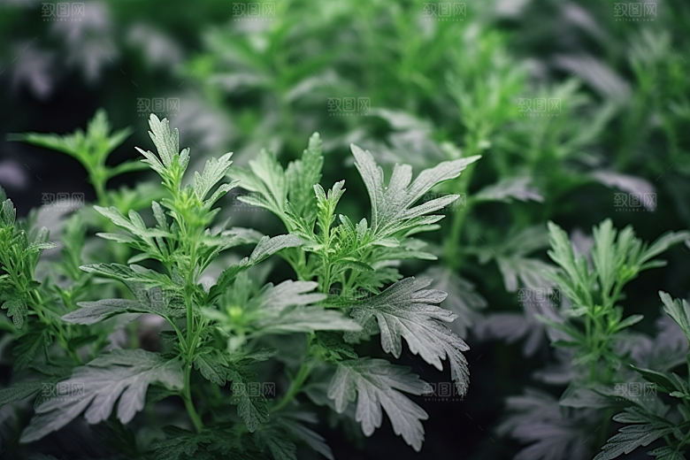 艾草高清糯叽叽摄影图