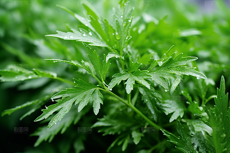 艾草高清清明摄影图