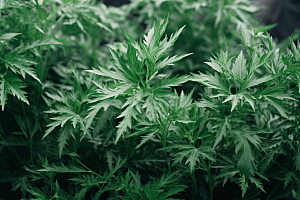 艾草糯叽叽美食摄影图