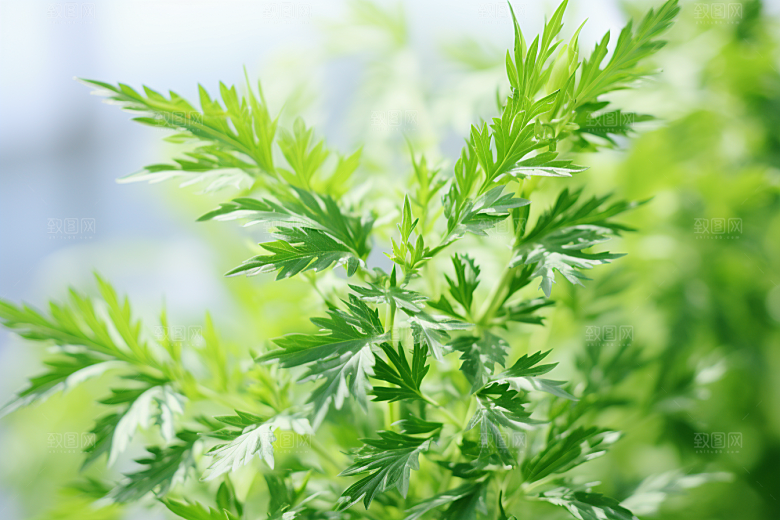 艾草传统文化青团摄影图