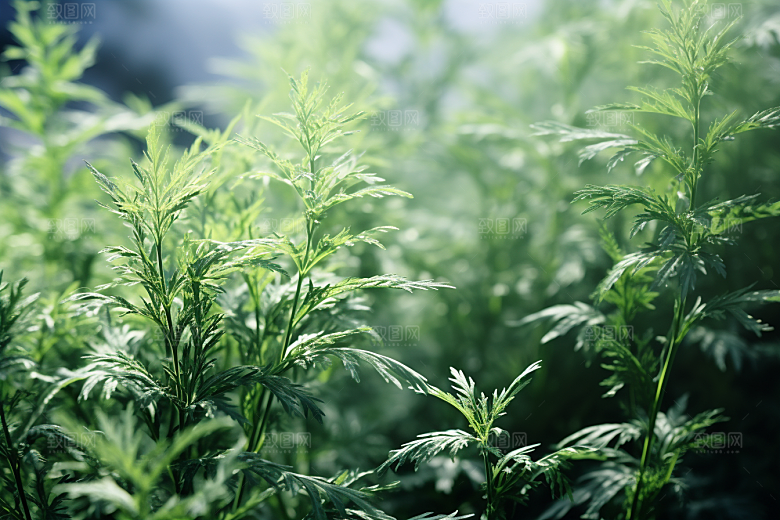 艾草糯叽叽传统文化摄影图