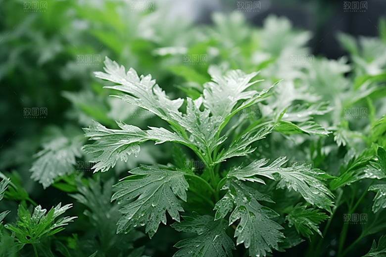 艾草蒿草糯米团摄影图