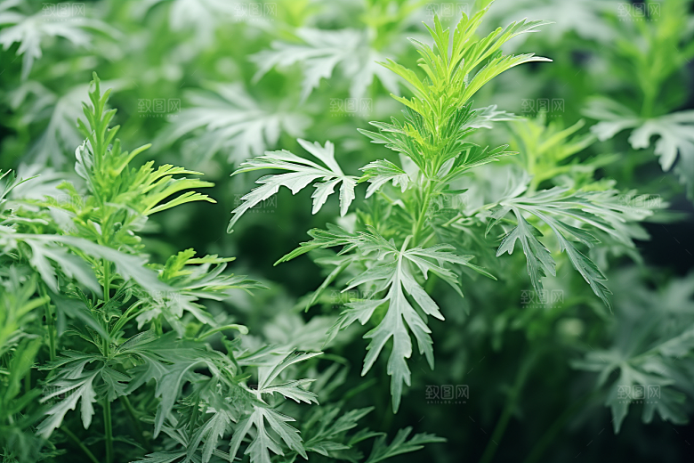 艾草美食艾叶摄影图